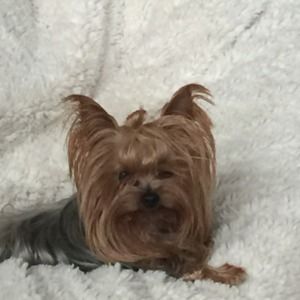 Meet your Posher, Mosley